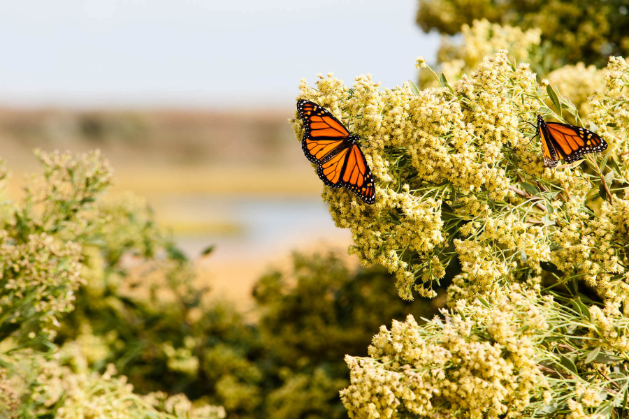 Two monarch butterflies land on yellow flowers of groundsel overlooking a salt marsh wetland