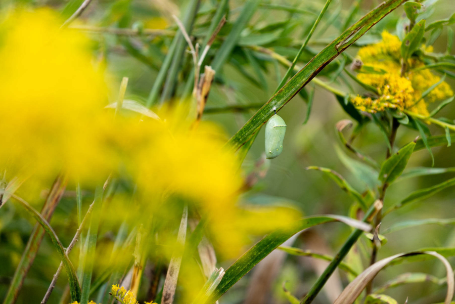 A small green chrysalis hangs from native plants in a meadow.