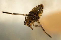 Small image of Backswimmer with two long hind-legs