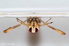 Small image of Backswimmer swimming upside-down under the water