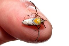 Small image of Juvenile backswimmer resting upon finger.