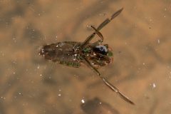 Small image of Backswimmer swims upside-down beneath the water surface.