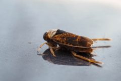 Small image of Common backswimmer with light brown coloring and dark brown pattern.