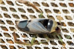 Small image of Milky backswimmer resting on a net.