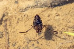 Small image of Backswimmer uses its long hind-legs to propel itself through the water.