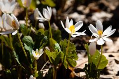 Small image of Bloodroot flowers bloom from their leafy stems.