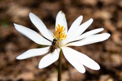 Small image of A syrphid fly visits a bloodroot flower growing in the woods.