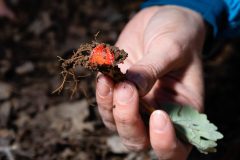 Small image of Display of the orange-red color of the bloodroot's roots.