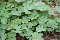 Small image of Bloodroot leaves prior to the blooming of the flower.