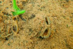 Small image of Brook floater mussels buried in sediment