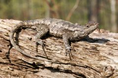 Small image of Eastern fence lizard camouflages with tree bark.