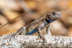 Small image of Male eastern fence lizard with blue underside is perched on a tree.