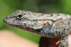 Small image of Eastern fence lizard with orange patch on its side.