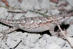 Small image of Female eastern fence lizard with intricate patterns on her back.