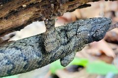 Small image of Eastern fence lizard hangs upside-down from branch.