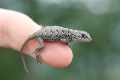 Small image of Juvenile eastern fence lizard rests on fingertip.