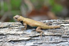 Small image of Male eastern fence lizard with a broken tail.