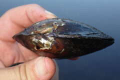 Small image of A hand holds a small freshwater mussel.