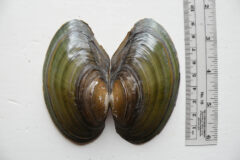 Small image of The open shell of a freshwater mussel is placed next to ruler, showing it measures just under 10 centimeters.