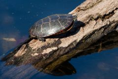 Small image of Eastern painted turtle basks in the sun on a log.