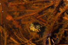 Small image of a young eastern painted turtle hides in wetlands