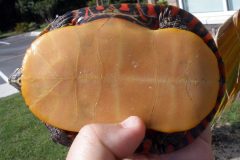 Small image of Yellow plastron of the eastern painted turtle