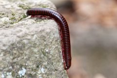 Small image of American giant millipede complex moves along rock.