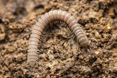 Small image of A light brown millipede can be seen in the soil with many distinct segments.