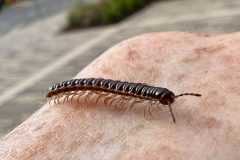 Small image of A greenhouse millipede crawls along skin.