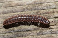 Small image of A common pink flat-back millipede crawls along wood.