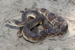 Small image of A dark patterned northern pine snake is coiled up on sand