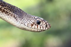 Small image of The head of a northern pine snake shows its pointed snout.