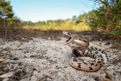 Small image of The northern pine snake opens its jaws wide in its natural dry upland habitat.