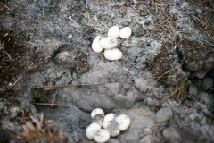 Small image of Northern pine snake eggs lay in the sand.