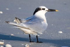 Small image of Sandwich turn on a sandy beach.