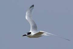 Small image of Sandwich tern in flight showing the gray on its upper wing feathers.