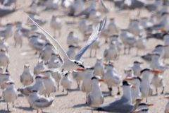 Small image of Sandwich tern flies with dozens of other terns on the ground below.