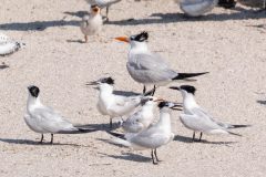 Small image of Several terns near a larger royal tern.