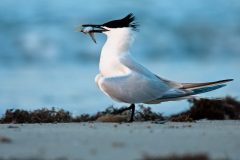 Small image of Tern with black crest and gray wings sits on a beach with a fish in its beak.