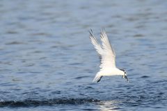 Small image of Sandwich tern emerging from the water with a fish.