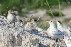 Small image of Several juvenile terns sits on a sandy dune.