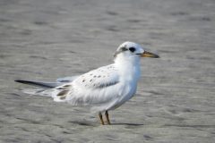 Small image of Mostly white tern sits on a sandy beach.