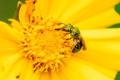 Small image of Green sweat bee feeds upon a bright yellow tickseed coreopsis.