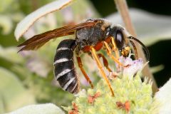 Small image of Dark brown sweat bee feeds upon nectar from purple flower.