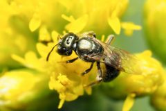 Small image of Metallic green sweat bee pollinates a bright yellow flowering plant.