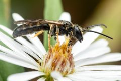 Small image of Dark colored sweat bee pollinates the center of a white flower.