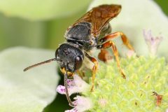 Small image of Brown colored sweat bee pollinates green flower with purple accents.