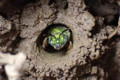 Small image of Metallic green sweat bee emerges from hole in the ground.