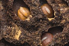 Small image of Sweat bee larvae nests in rotting wood.