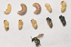 Small image of The developmental stages of the pure green sweat bee are shown with an adult specimen.